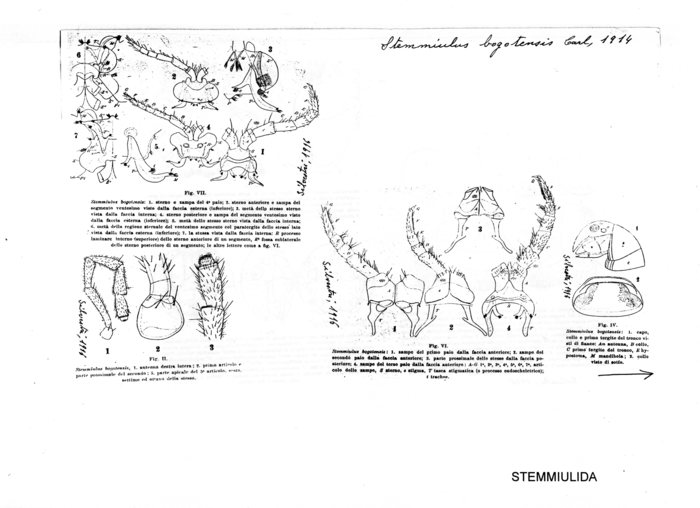 Stemmiulus bogotensis