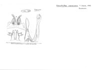Stenophyllum semenicensis