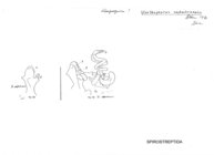 Storthophorus septentrionalis