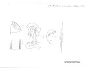 Storthophorus specularis