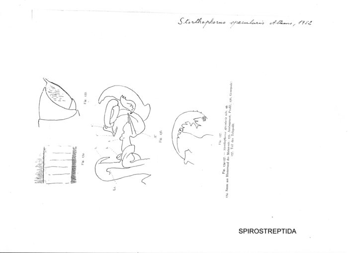 Storthophorus specularis