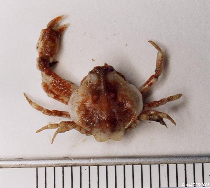 Ebalia cranchii Leach, 1817 Ebalia cranchii Leach, 1817
