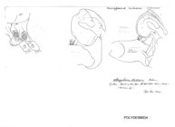Strongylosoma andreinii