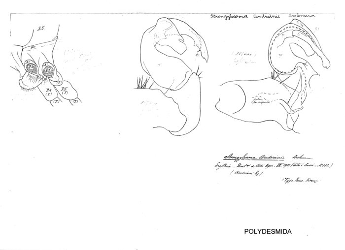 Strongylosoma andreinii