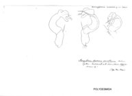 Strongylosoma andreinii