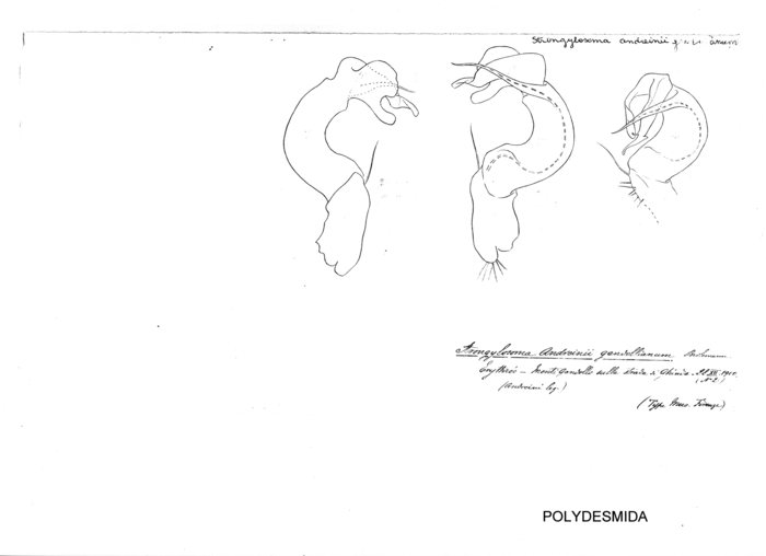 Strongylosoma andreinii