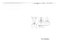 Strongylosoma areatum