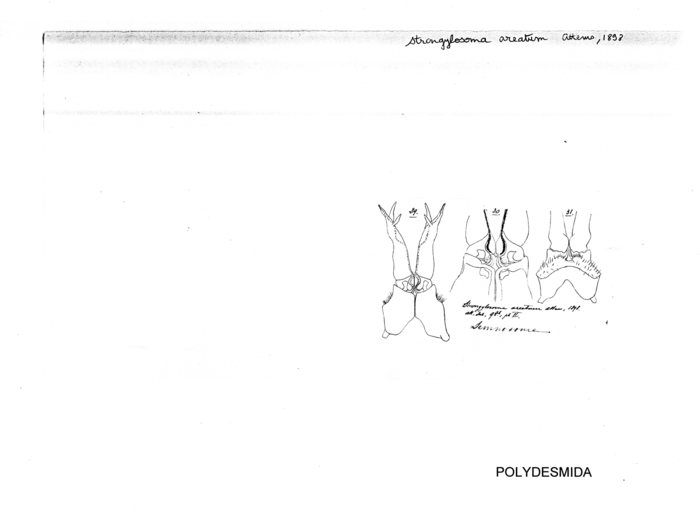 Strongylosoma areatum