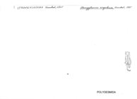 Strongylosoma cingalense