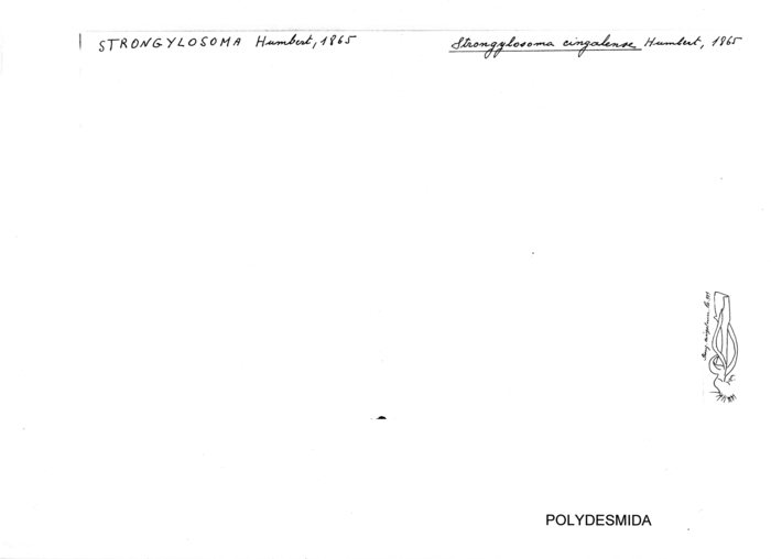Strongylosoma cingalense