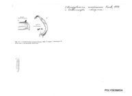 Strongylosoma conspicuum