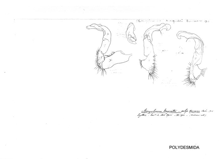 Strongylosoma magrettii