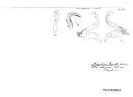 Strongylosoma magrettii