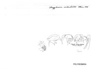Strongylosoma nordenskioeldi