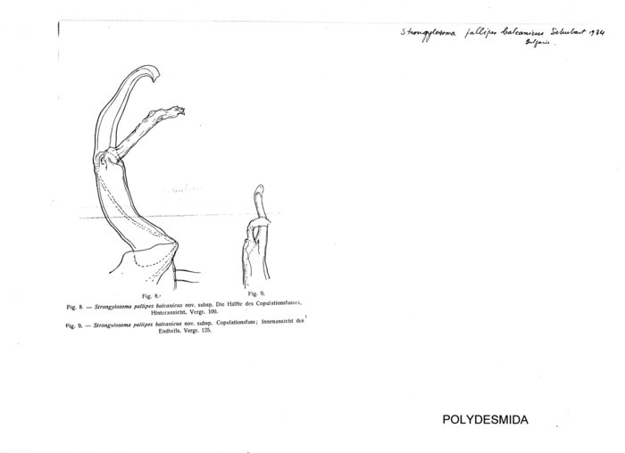 Strongylosoma pallipes balcanicus