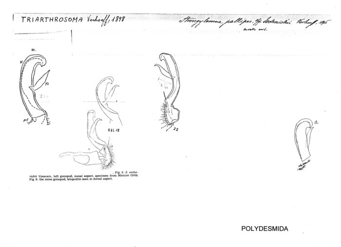 Strongylosoma pallipes escherichii