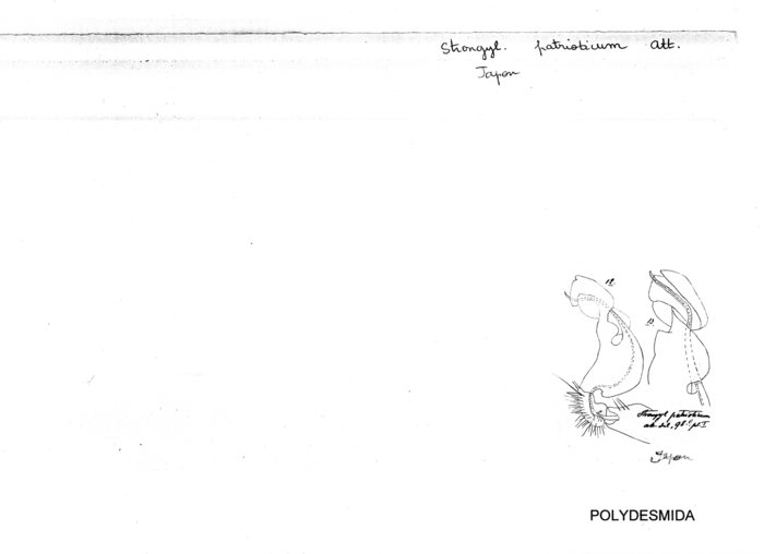 Strongylosoma patrioticum