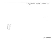 Strongylosoma simplex