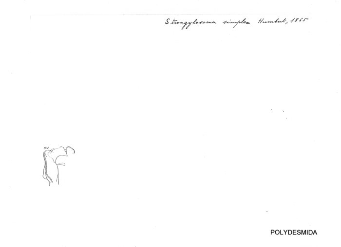 Strongylosoma simplex