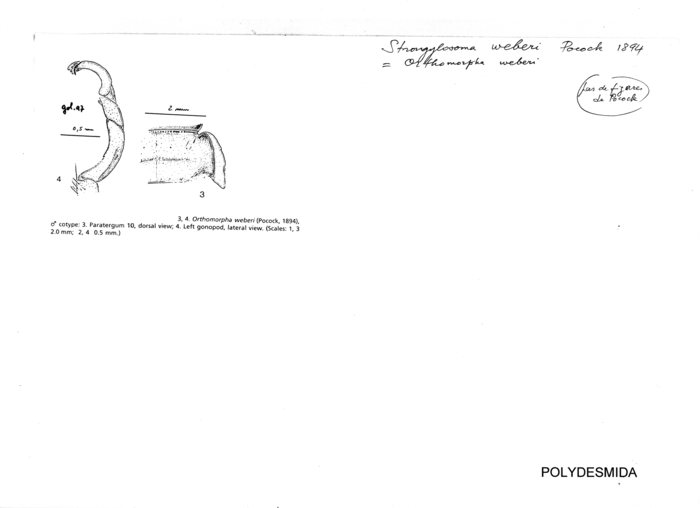Strongylosoma weberi