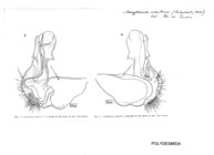 Strongylosomides maritimus