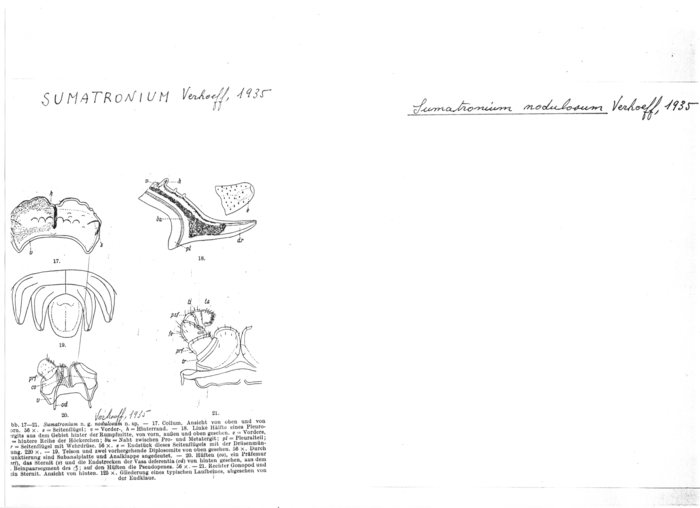 Sumatronium nodulosum