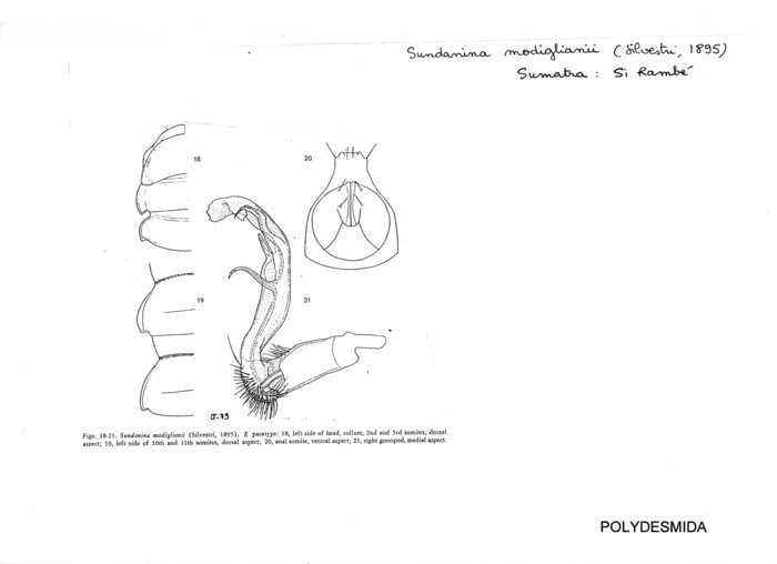 Sundanina modiglianii