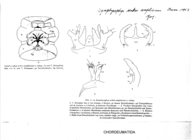 Symphyosphys serkoi amplisinus