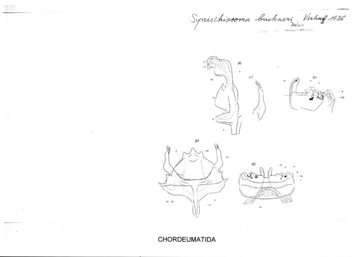 Synischiosoma buchneri