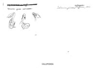 Tetracion jonesi antraeum