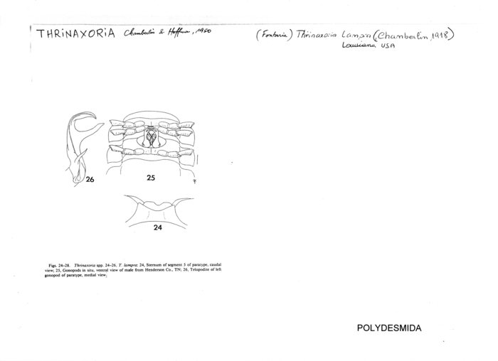 Thrinaxoria lampra