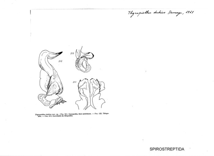 Thyropisthus dubius