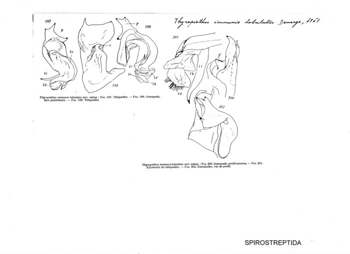 Thyropisthus immanis lobulatus