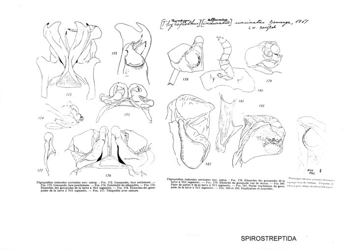 Thyropisthus induratus uncinatus