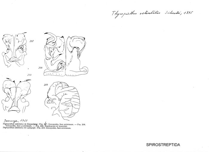 Thyropisthus ostentatus