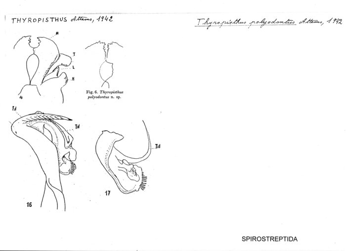 Thyropisthus polyodontus