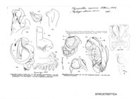 Thyropisthus resimus