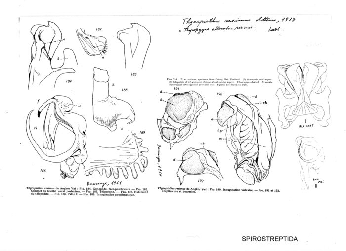 Thyropisthus resimus