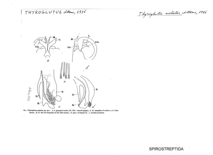 Thyroglutus astutus