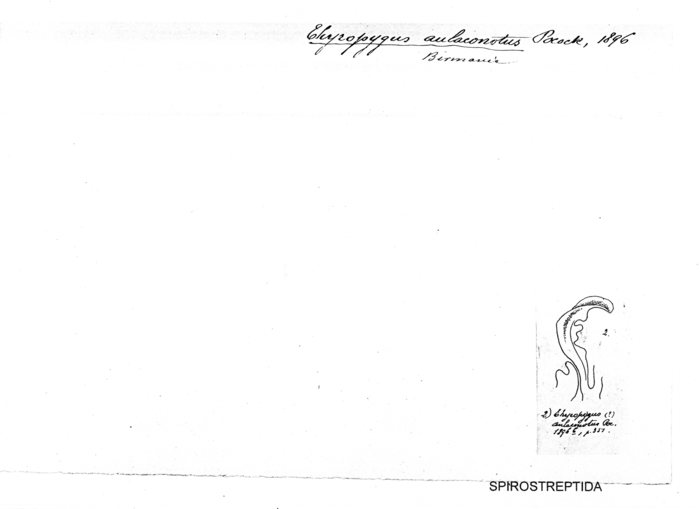 Thyropygus aulaconotus