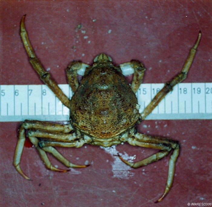 Hyas araneus (Linnaeus, 1758) Hyas araneus (Linnaeus, 1758)