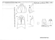 Trachyiulus ceylanicus