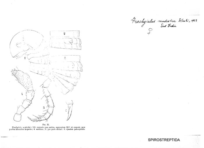 Trachyiulus modestior
