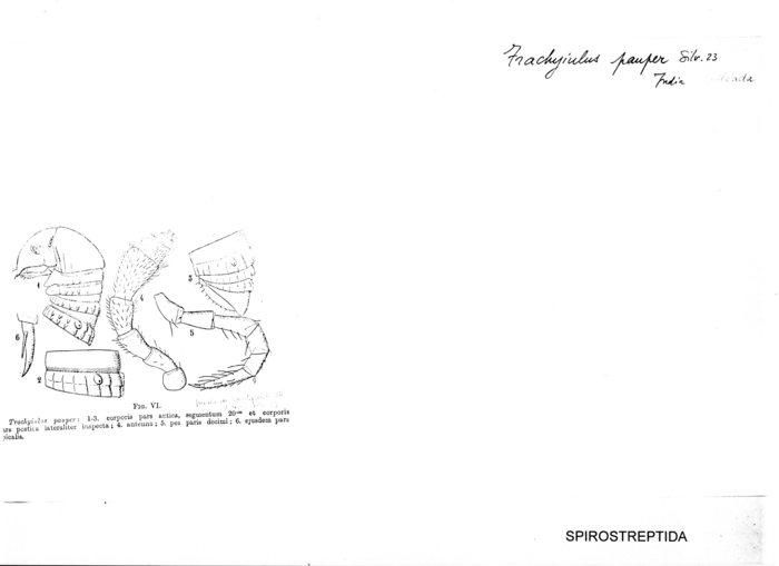 Trachyiulus pauper