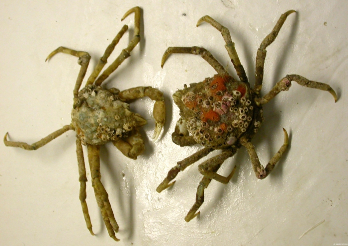 Hyas araneus (Linnaeus, 1758) Hyas araneus (Linnaeus, 1758)
