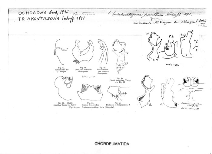 Triakontazona pusillum