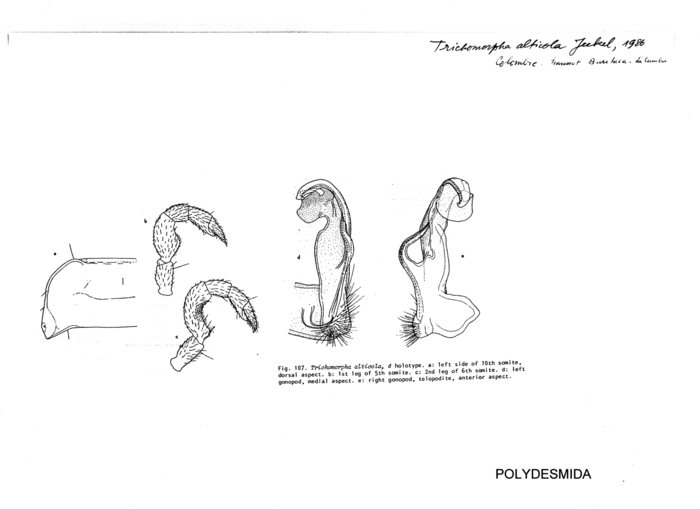 Trichomorpha alticola