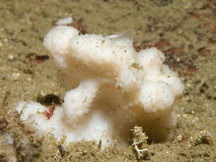 Dictyonella obtusa Dictyonella obtusa