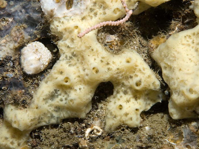 Haliclona mucosa