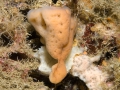 Porifera (sponges)